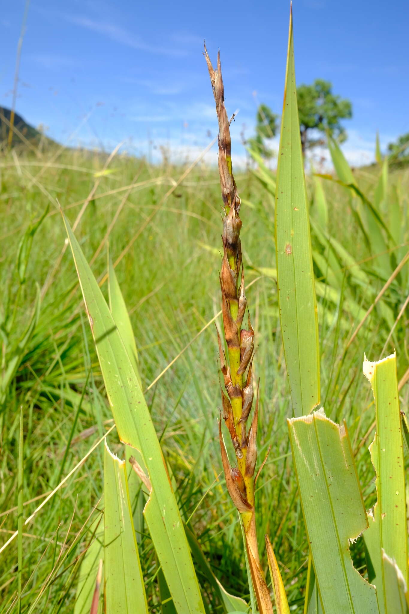 Image of Watsonia lepida N. E. Br.