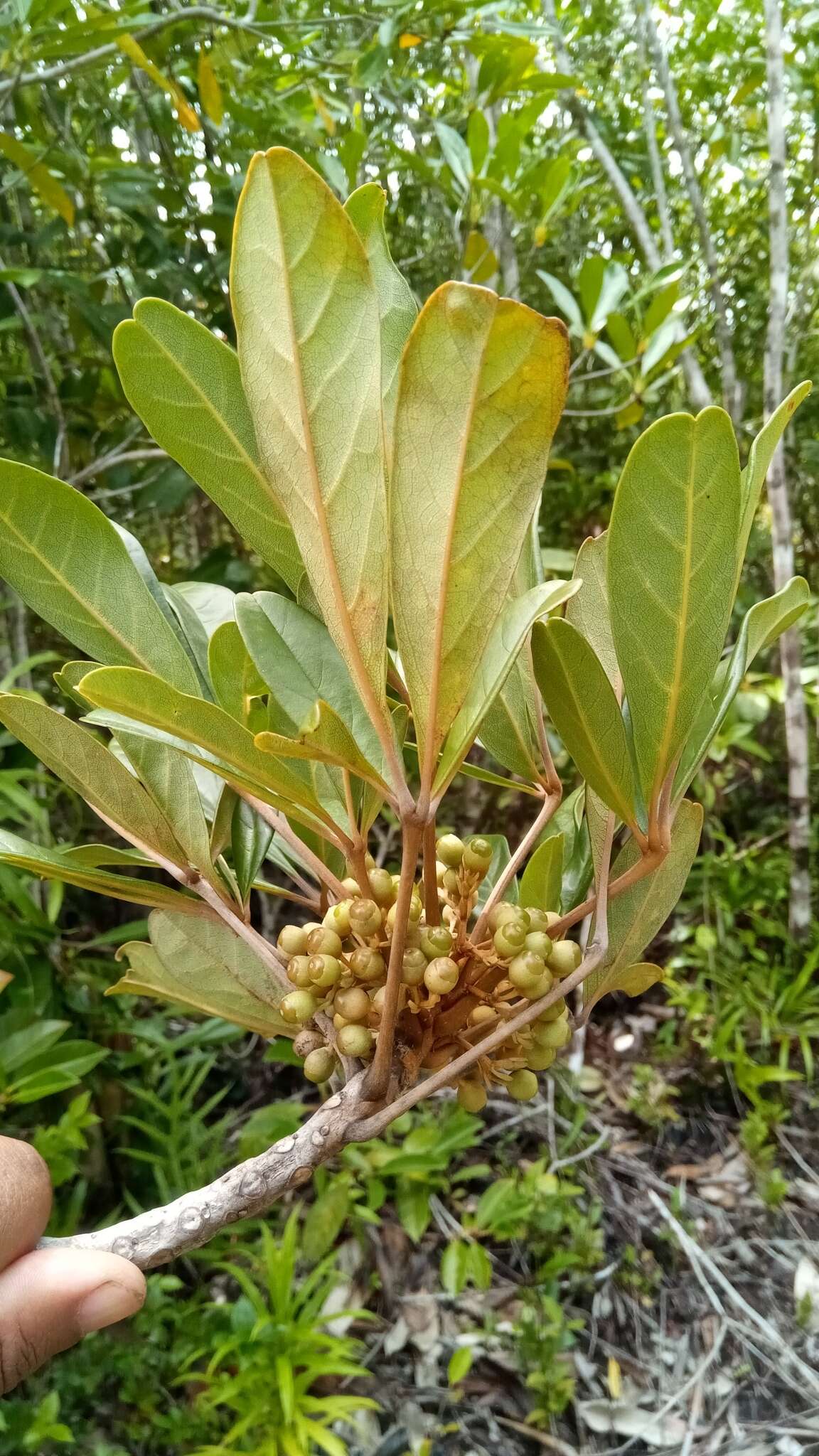 Vitex chrysomallum Steud. resmi