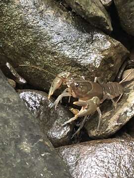 Image of Big Water Crayfish