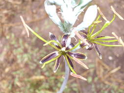 Plancia ëd Agave brunnea S. Watson