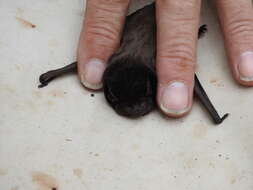 Image of Gould's Wattled Bat