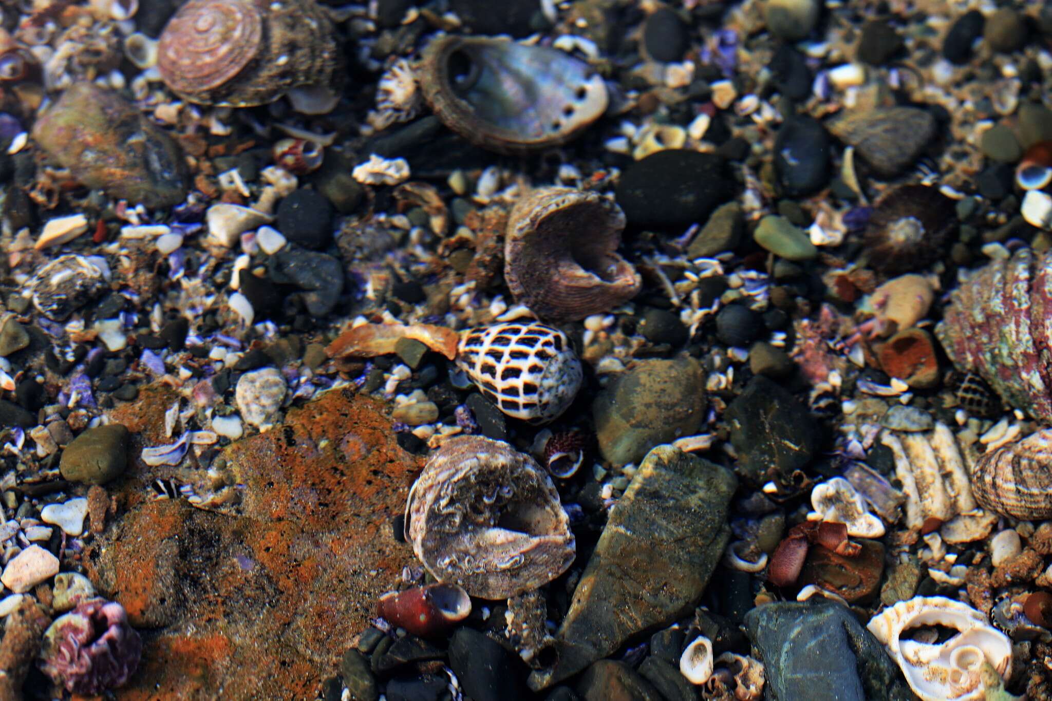 Слика од Conus ebraeus Linnaeus 1758