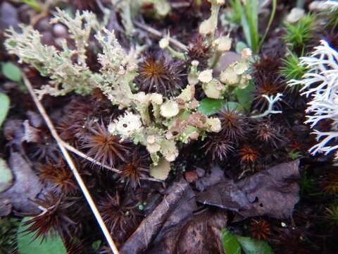 Image of cup lichen