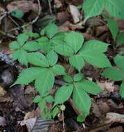 Image of Japanese ginseng