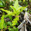 Image de Acanthus ebracteatus M. Vahl