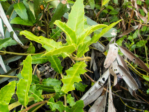 Слика од Acanthus ebracteatus M. Vahl