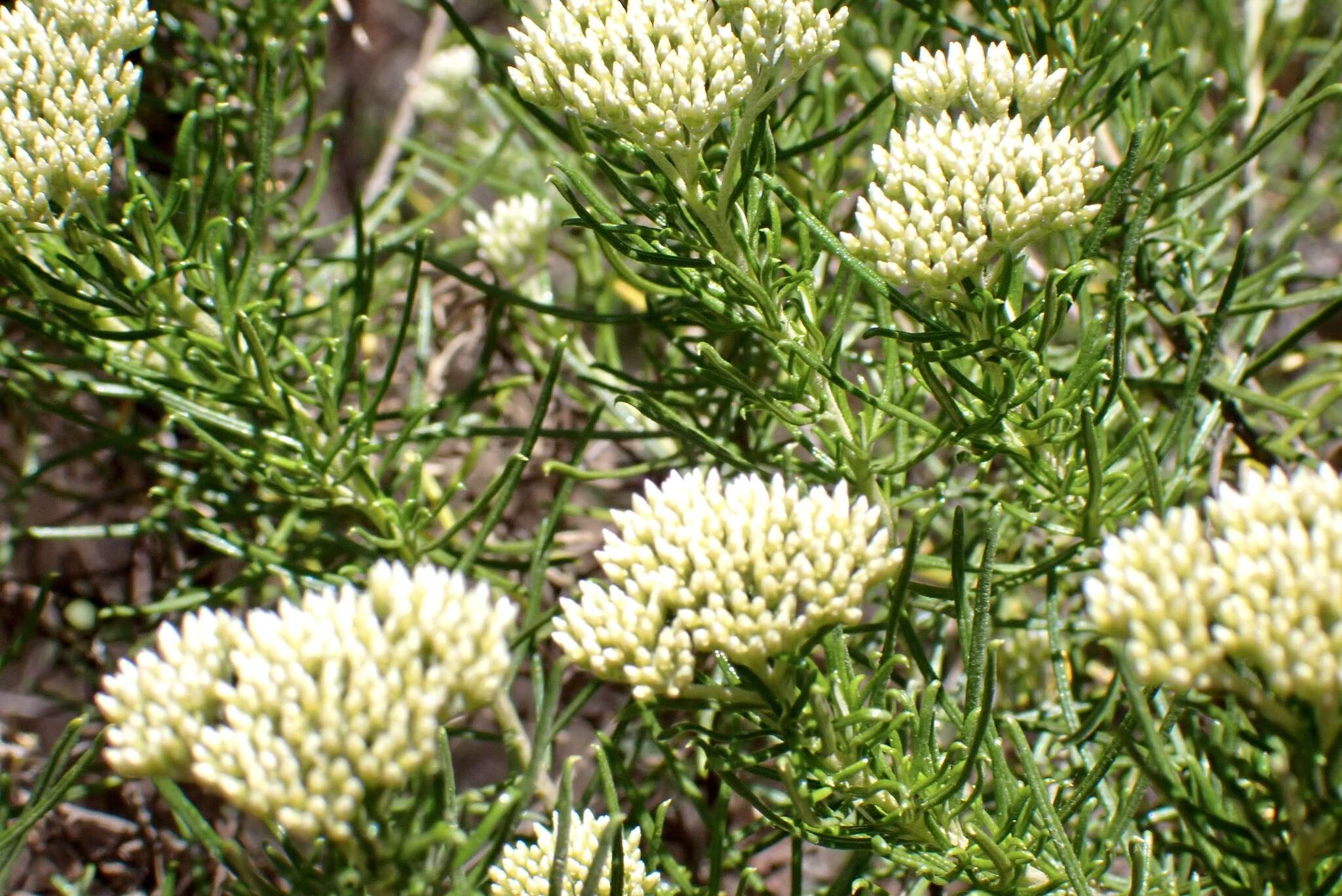 Image of <i>Cassinia complanata</i>