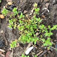 Image of common chickweed