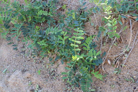 صورة Swainsona lessertiifolia DC.