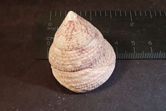 Image of maculated top shell