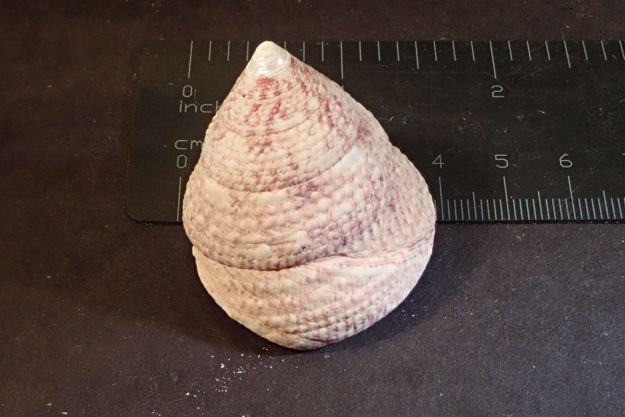 Image of maculated top shell