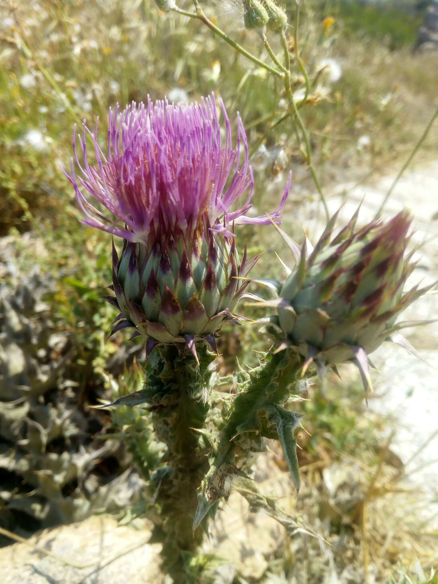 Image of Illyrian cottonthistle