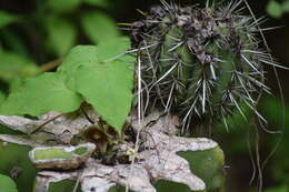 Sivun Dictyanthus asper (Mill.) W. D. Stevens kuva