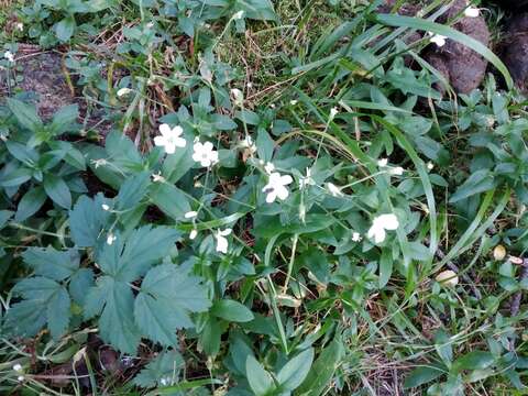 Image of Cerastium pauciflorum Stev. ex Ser.