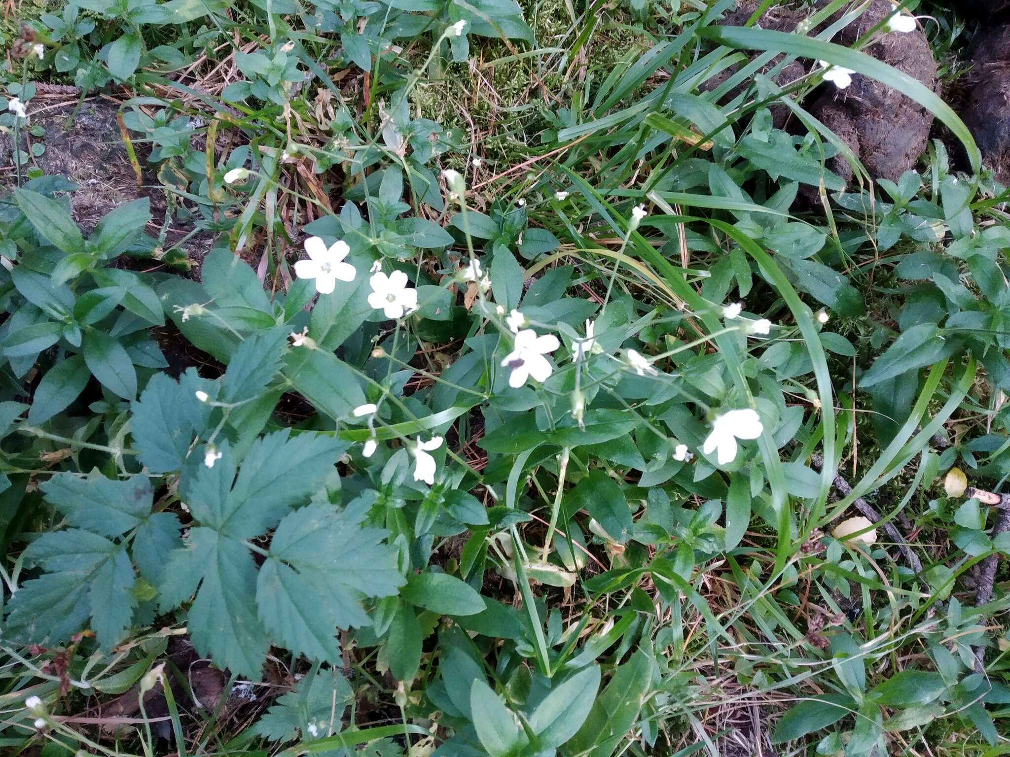 Plancia ëd Cerastium pauciflorum Stev. ex Ser.