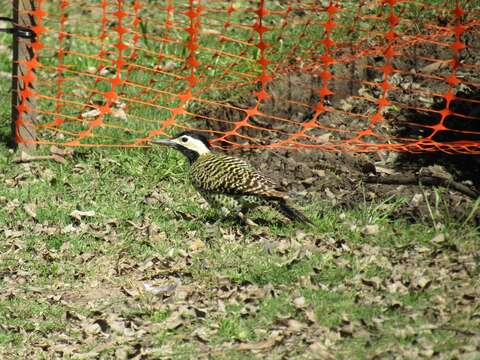 Image of Green-barred Woodpecker