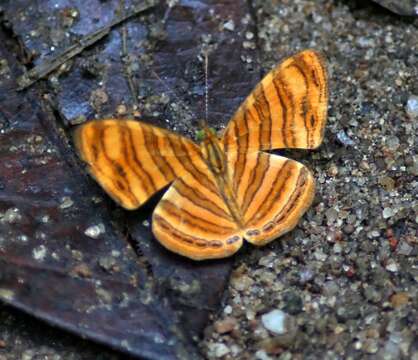 Imagem de Chersonesia peraka Distant 1884