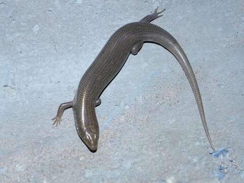 Image of Many-scaled Cylindrical Skink