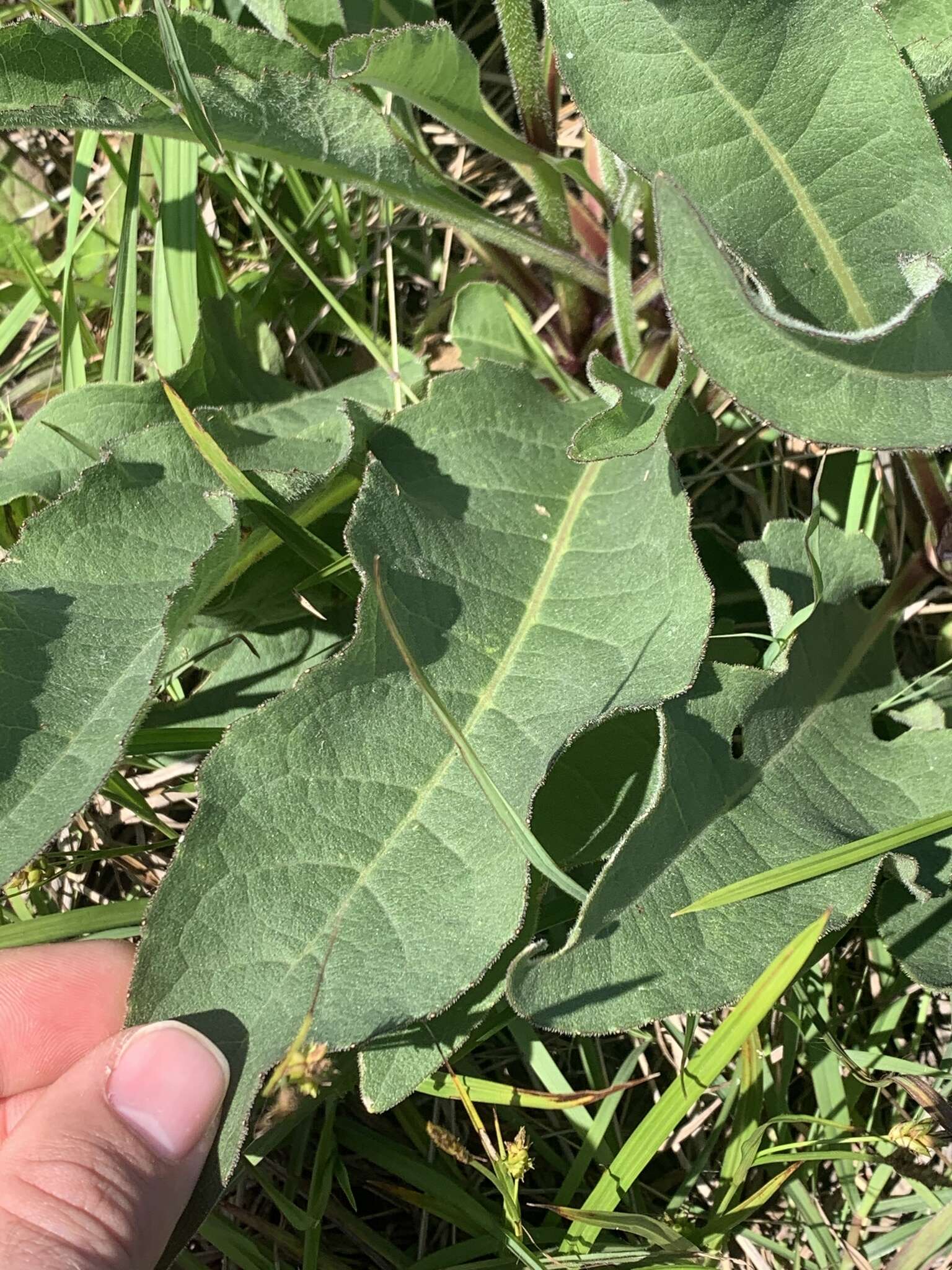 Image of slender rosinweed