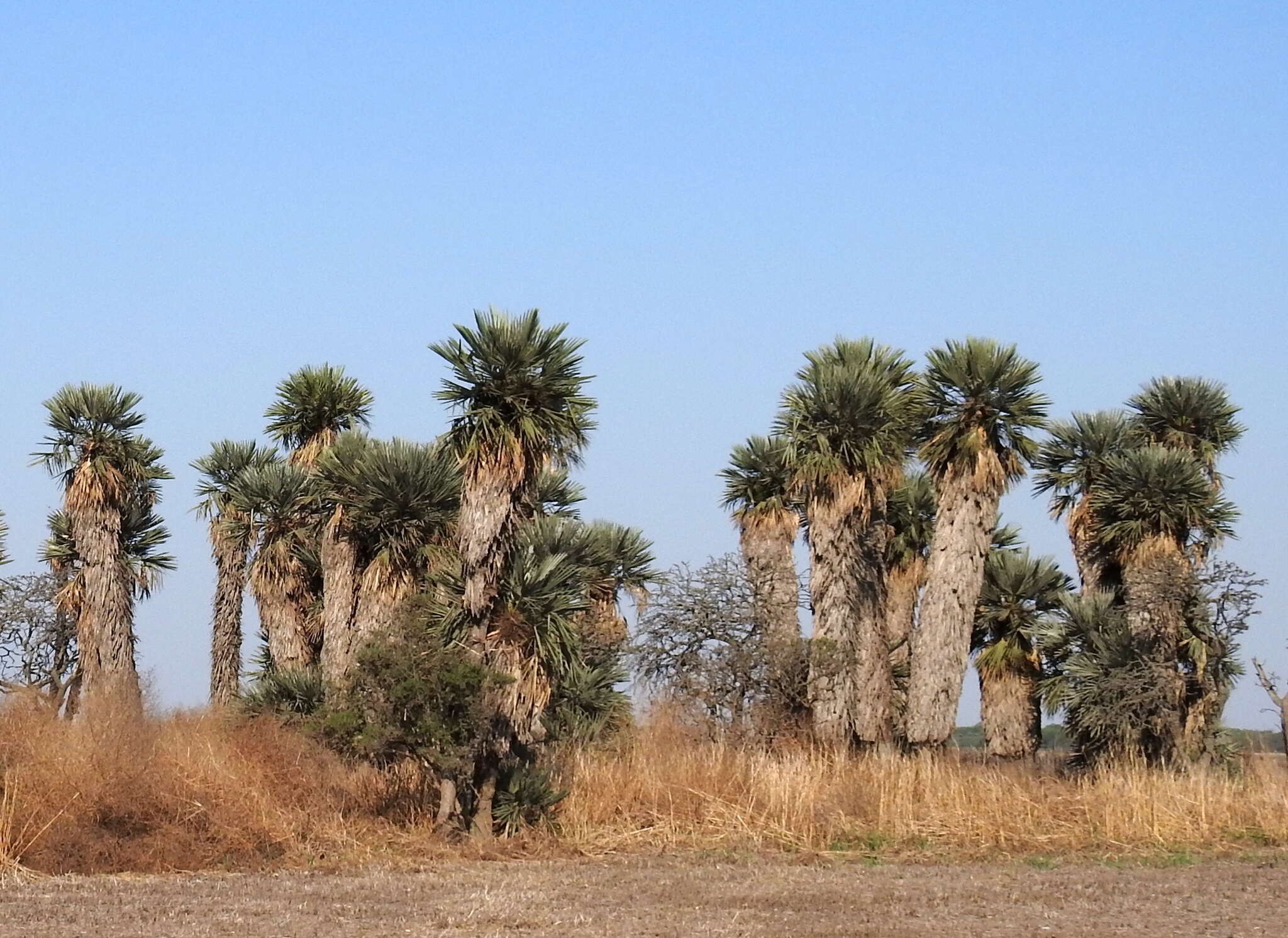 Trithrinax campestris (Burmeist.) Drude & Griseb. resmi