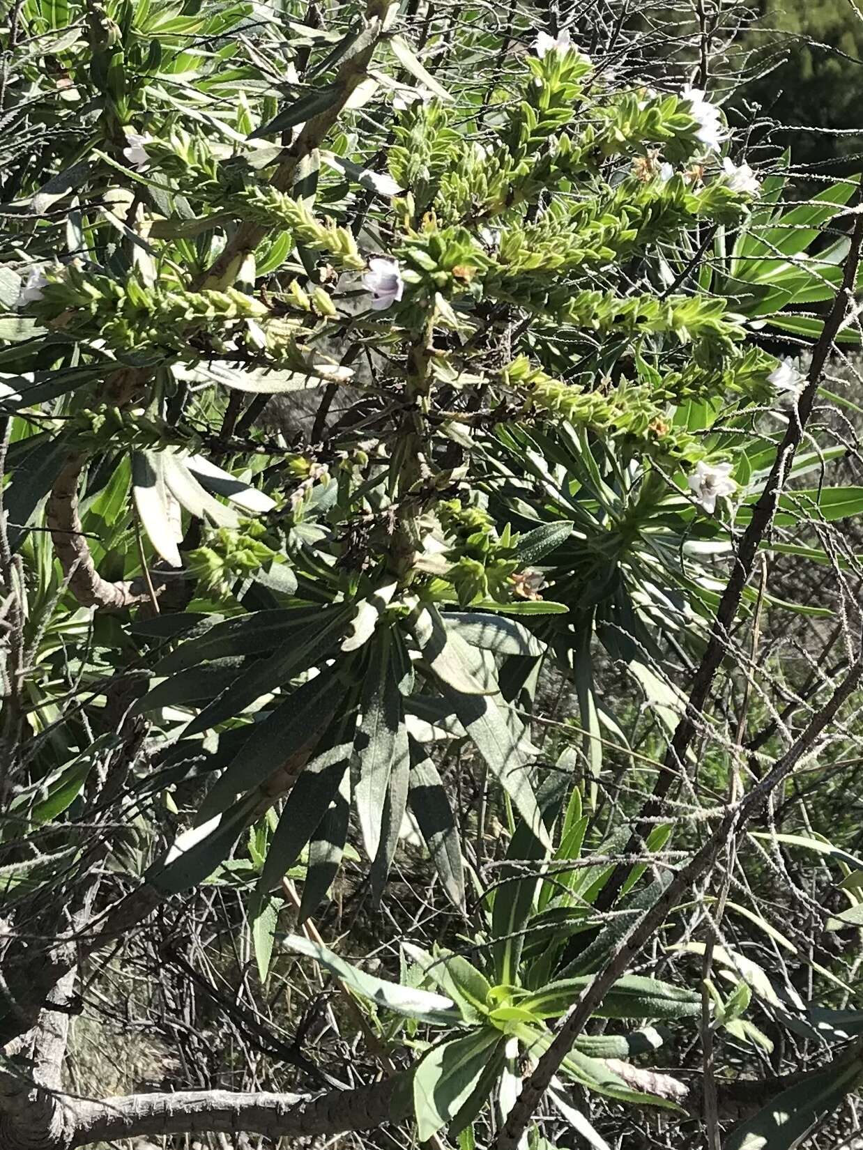 Echium onosmifolium Webb & Berth.的圖片