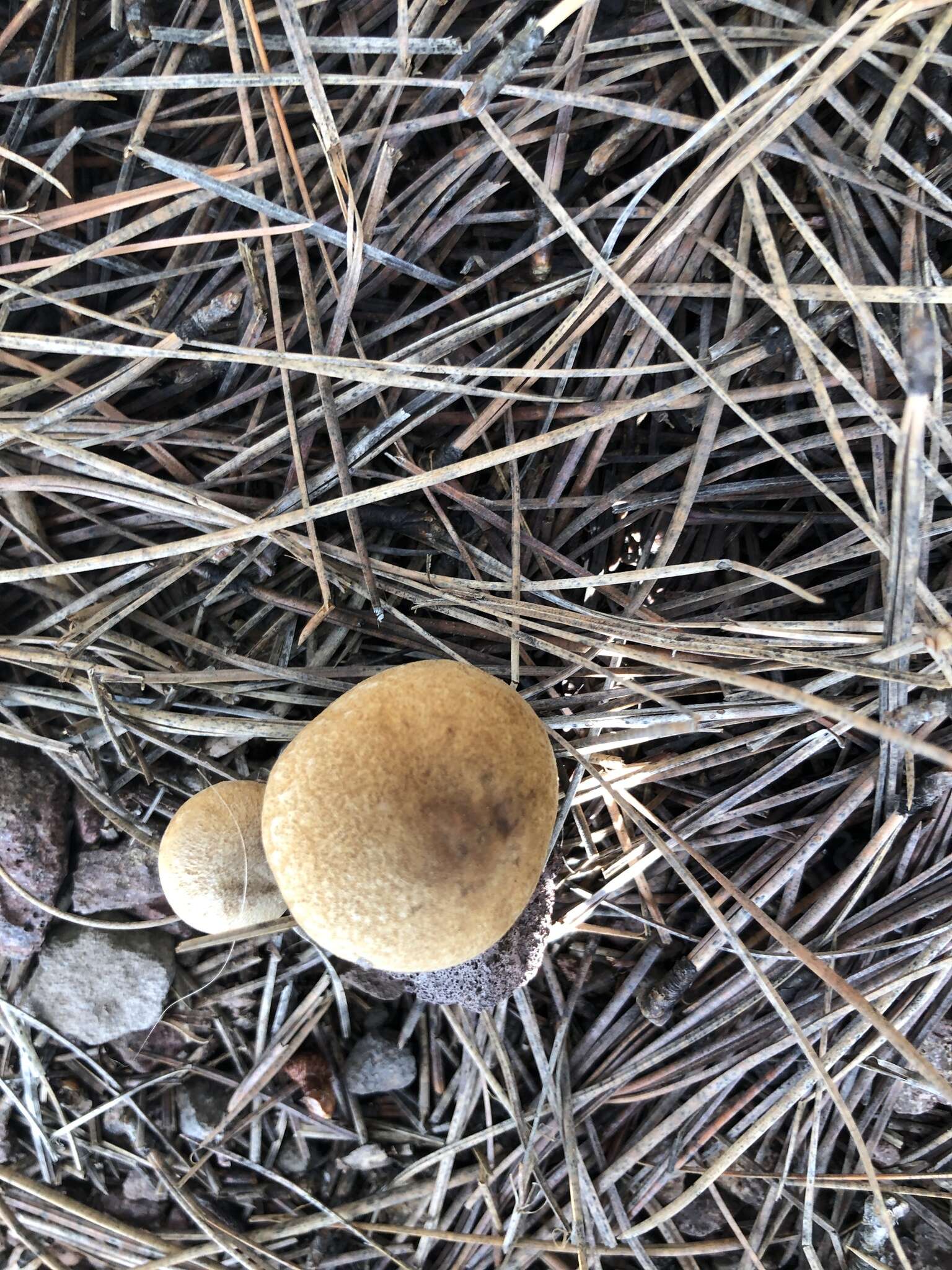 Image of Inocybe subtomentosa Peck 1897