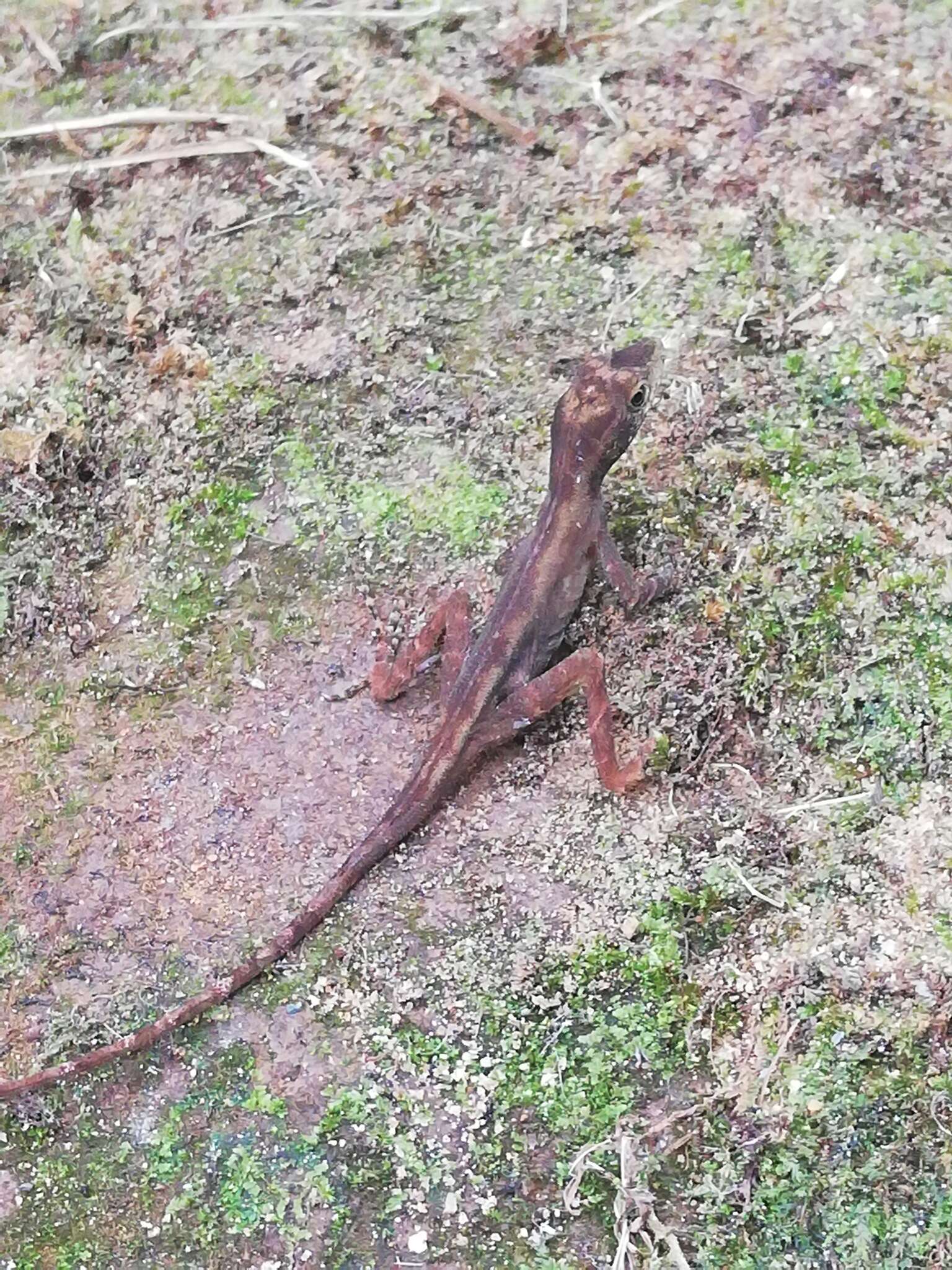 Image of Tropical Anole