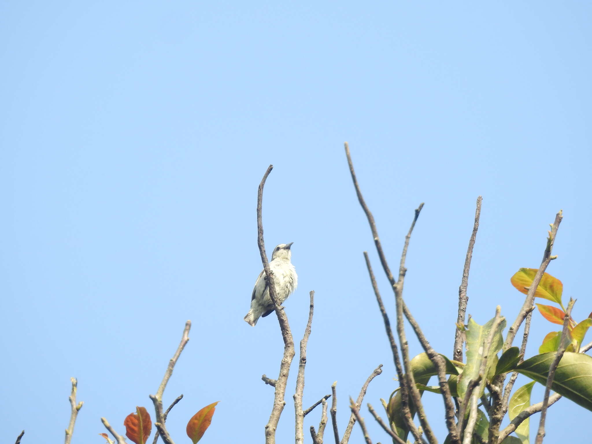 Image of Nilgiri Flowerpecker