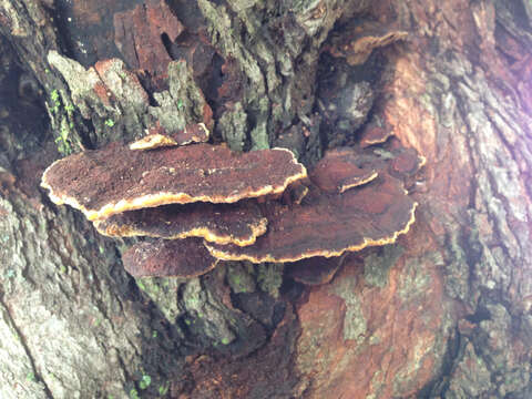 صورة Phellinus gilvus (Schwein.) Pat. 1900