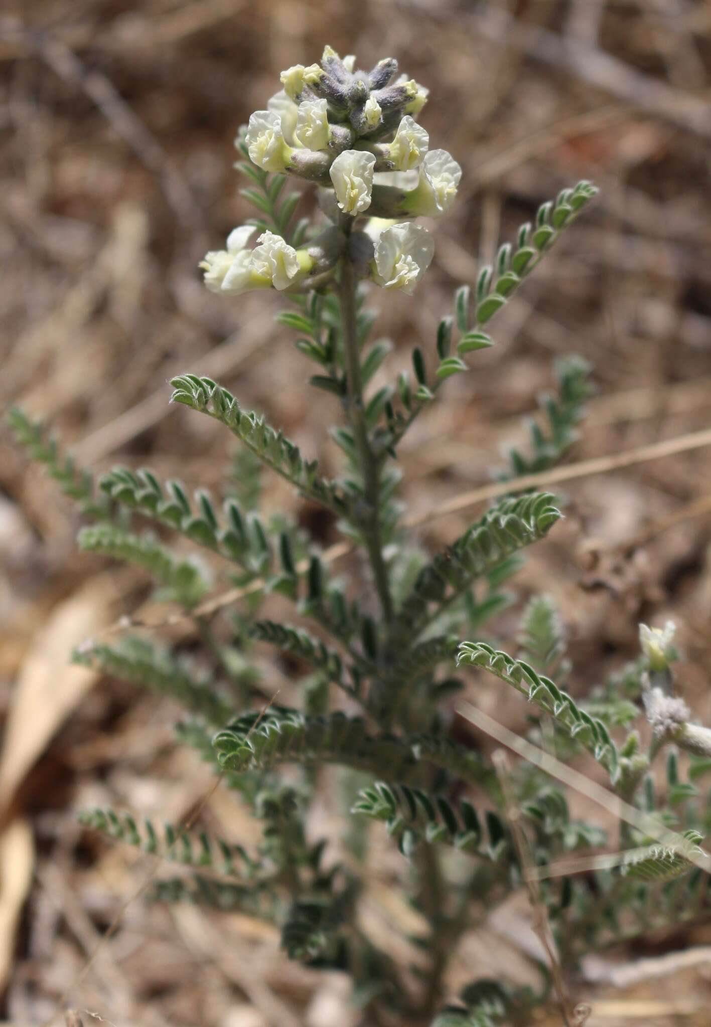 Image of silky sophora