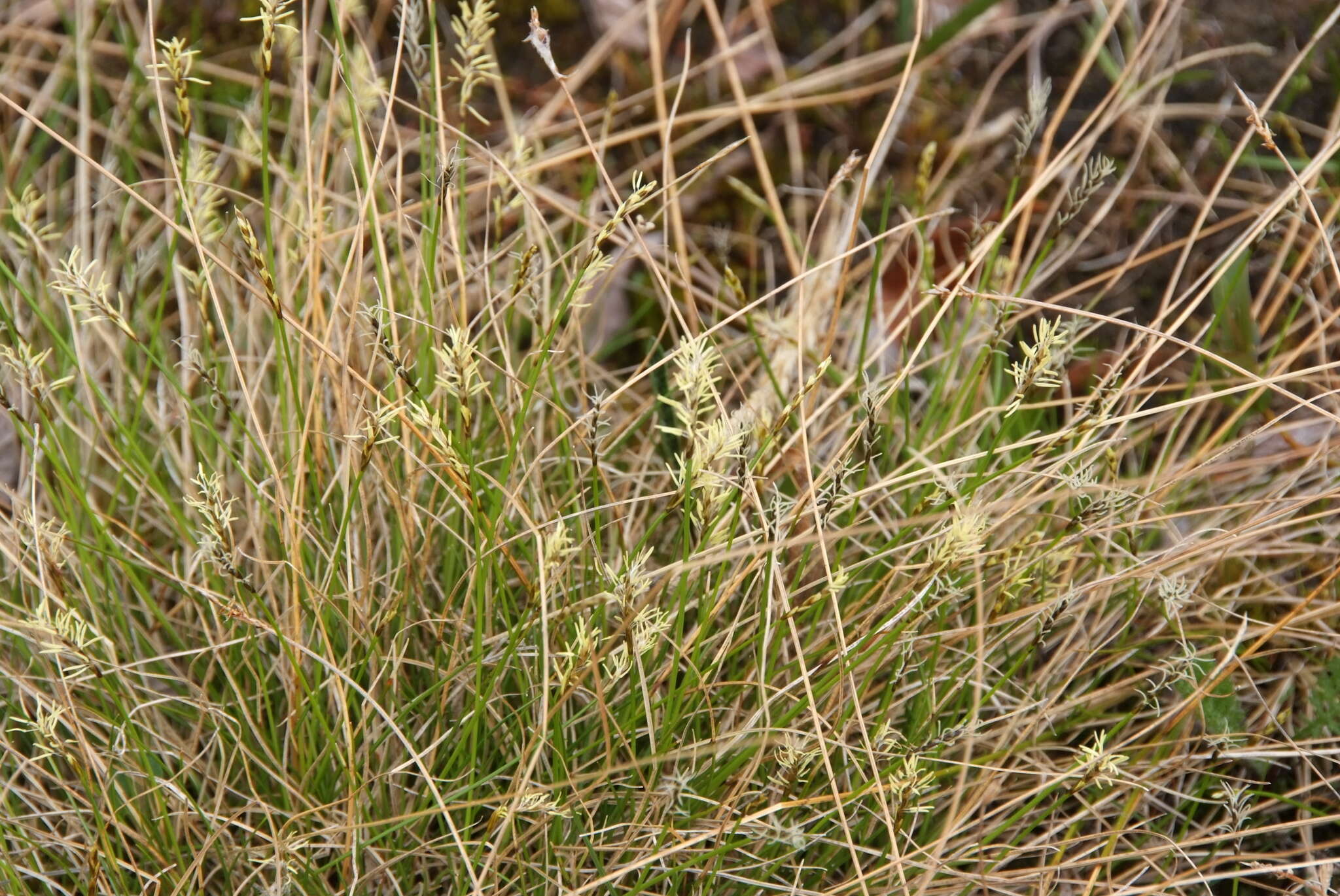 Слика од Carex parallela subsp. redowskiana (C. A. Mey.) T. V. Egorova