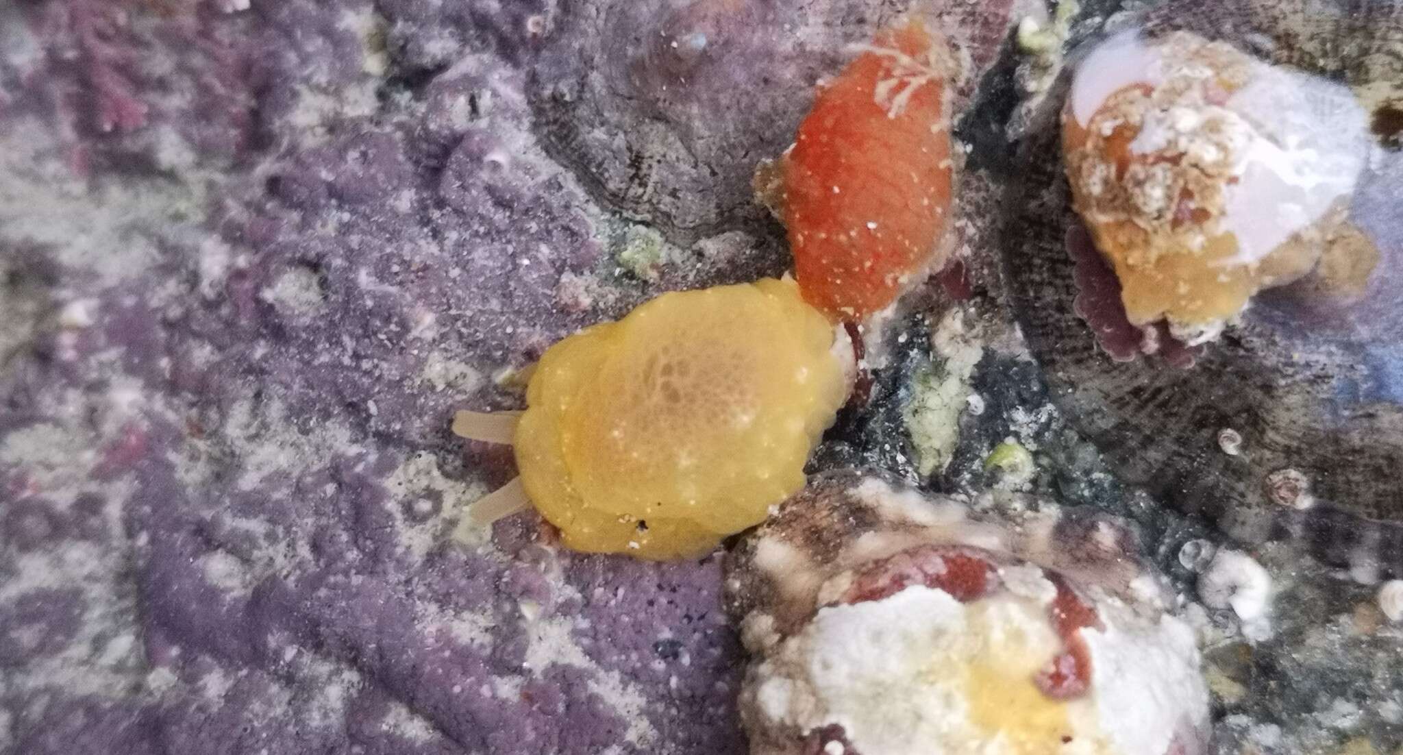 Image of yellow-plumed sea slug
