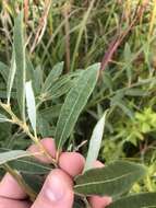 Image of prairie willow