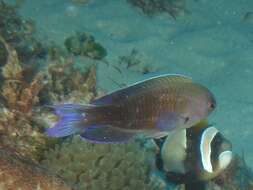 Image of Southern damsel