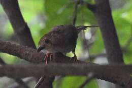 Image of Dusky Fulvetta