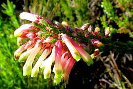 Image of Ever-flowering heath