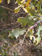 Quercus undulata Torr. resmi