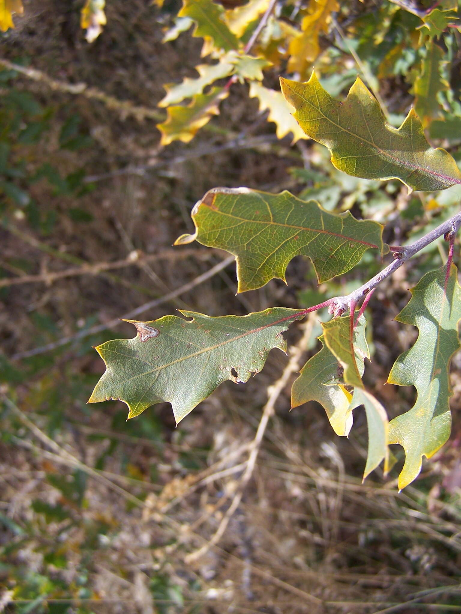 Image of Rocky Mountain Oak