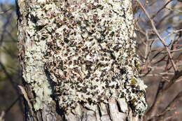 Image of <i>Ricasolia quercizans</i>