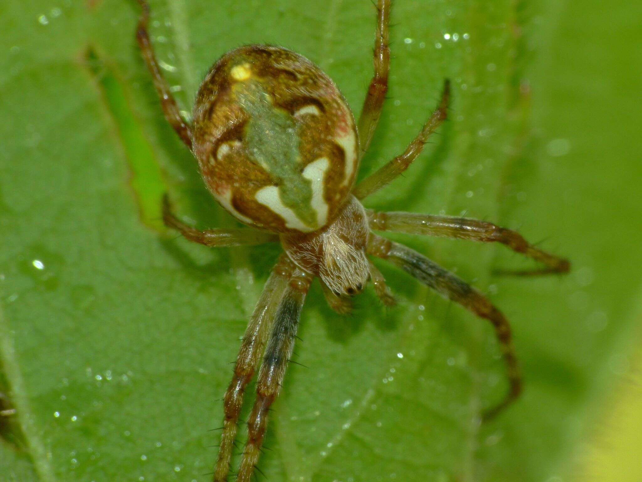 Image of Novaranea queribunda (Keyserling 1887)