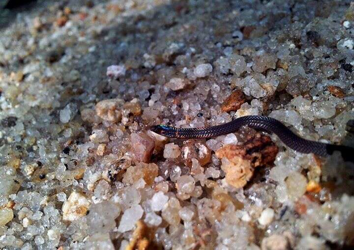 Image of Cantor's Dwarf Reed Snake