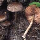 Pluteus diettrichii Bres. 1905 resmi