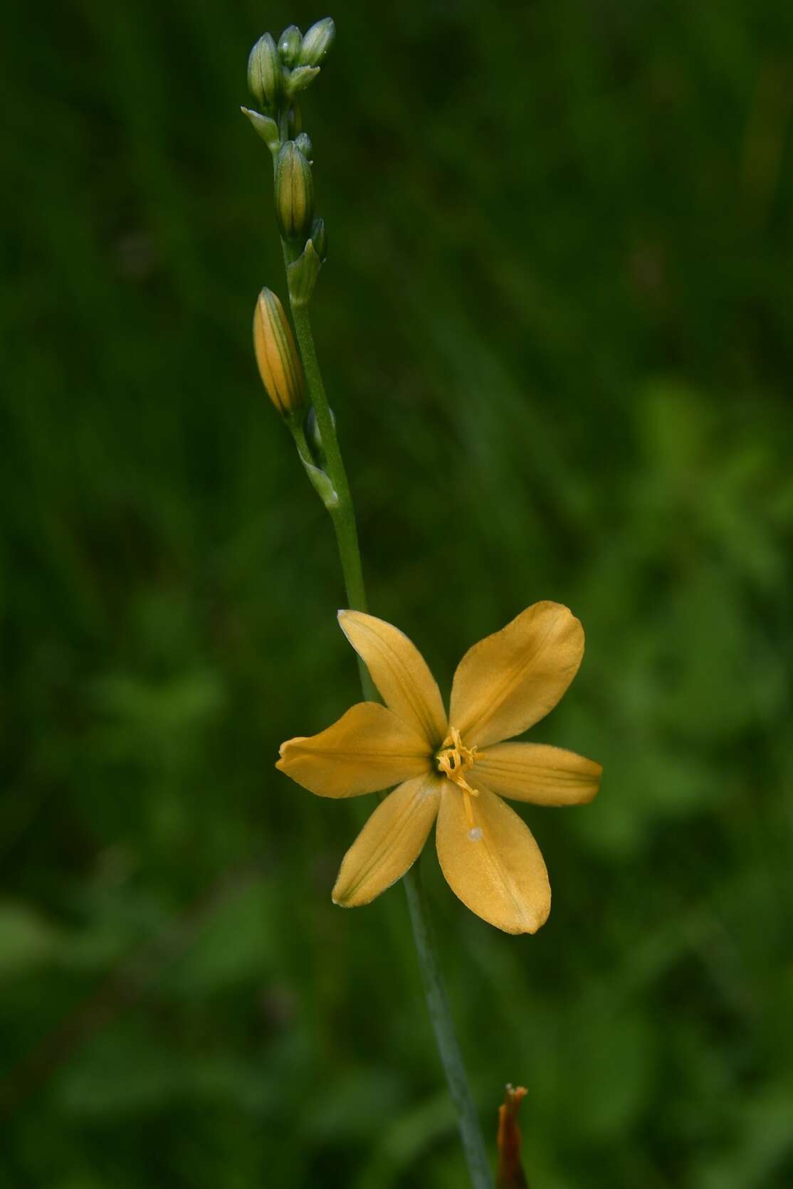 Image of Echeandia skinneri (Baker) Cruden