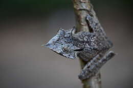 Image of Sumaco Horned Treefrog