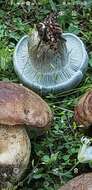 Image of Hygrophorus caeruleus O. K. Mill. 1984