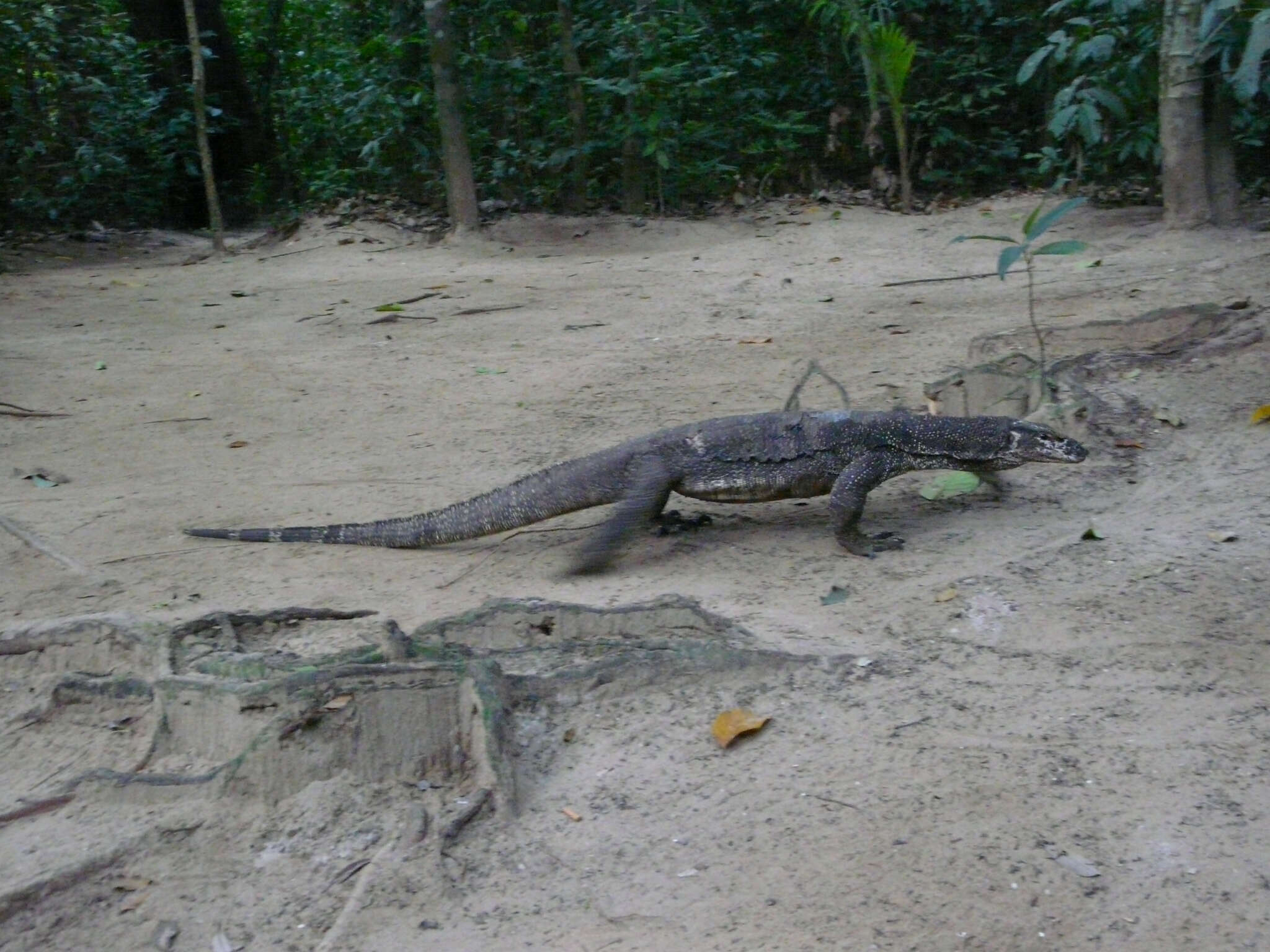 Image of Varanus palawanensis Koch, Gaulke & Böhme 2010