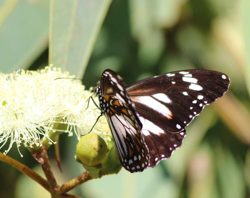 Sivun Danaus affinis Fabricius 1775 kuva