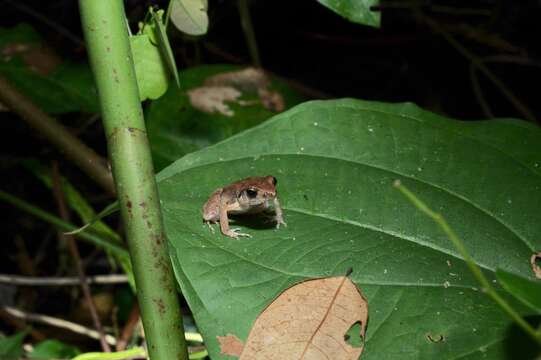 Arthroleptis poecilonotus Peters 1863的圖片