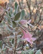 Imagem de Eremophila forrestii F. Muell.