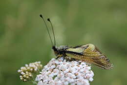 Image of Owly sulphur